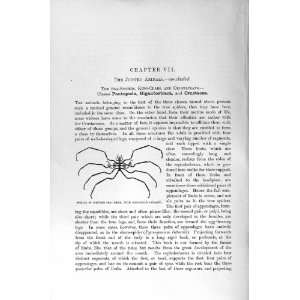    NATURAL HISTORY 1896 FEMALE SLENDER SEA SPIDER EGGS