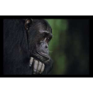  National Geographic, Gombe Chimpanzee, 20 x 30 Poster 