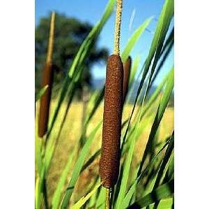  1 cat tail root Patio, Lawn & Garden