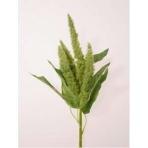  AMARANTHUS SPRAY *****