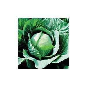  Farao F 1 Cabbage   Pack Patio, Lawn & Garden