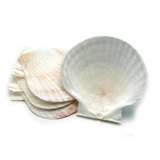    Canape Dish Natural Scallop Sea Shell   5.5 Inch