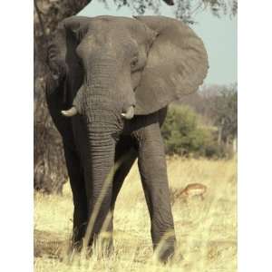 African Elephant Face and Body Portrait with Impala on the Savannah 