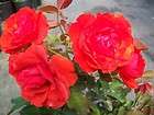 Trumpeter Orange Red Rose 1 Gal. Live Bush Plants Floribunda Plant 