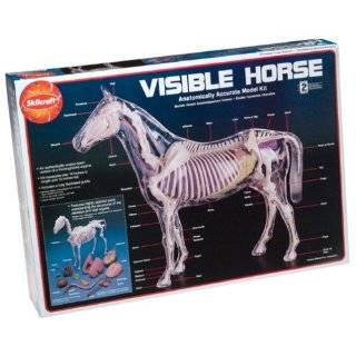  Lindberg 14 scale Transparent Horse model kit Toys 