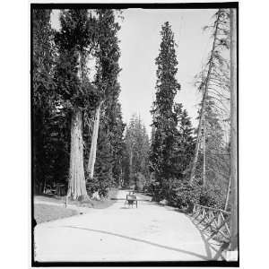  Driveway in Stanley Park,Vancouver,B.C.