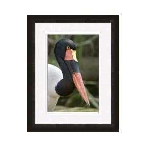  Saddlebilled Stork Framed Giclee Print