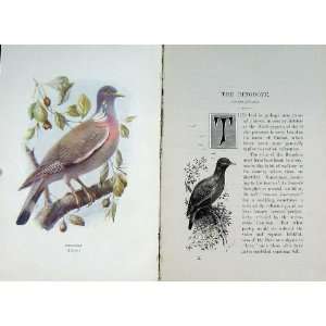   1901 Swaysland Wild Birds Ringdove Wood Pigeon Colour