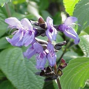  Salvia guaranitica Black and Blue   15 Plants 1  Qt. Pots 