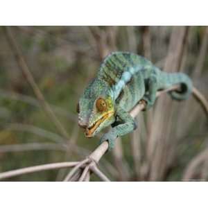  Blue Chameleon Clings to a Branch in Madagascar Premium 