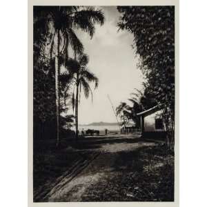  1931 Rural Landscape Palm Trees House Bertioga Brazil 