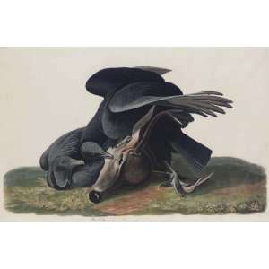     24 x 16 inches   Black Vulture or Carrion Crow