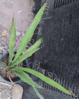 Yucca faxoniana Giant Spanish Dagger Great Accent Plant  