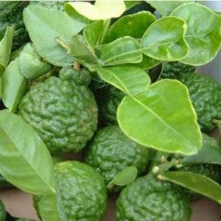 Year Old Kaffir Lime Tree in Growers Pot, 3 Year Warranty