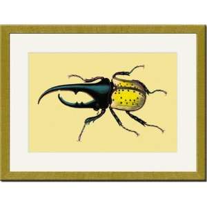  Gold Framed/Matted Print 17x23, Horned Beetle #2
