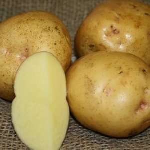   Seed Potatoes Yukon Gold Seed Potato (6 Lbs.) Patio, Lawn & Garden