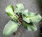 Philodendron rugosum Rare Aroid 35cm. Size Exact Plant 1 Pot