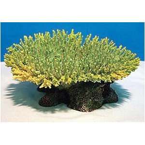   Acropora Green 5.5 in x 5.5 in x 2.5 in Coral Reproduction Kitchen