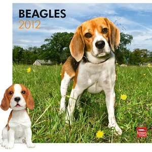  Beagle 2012 Calendar & Bobble Head Gift Set Office 