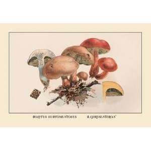  Vintage Art Boletus Subtomentosus and Boletus Chrysenteron 