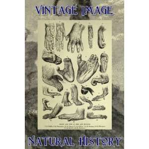   History Image Hands and Feet of Apes and Monkeys