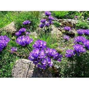  Grassy Bells   25 Plants   Edraianthus tenuifolius   Very 