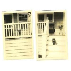  Cute Dog with Head Through Fence & On Steps Photographs 