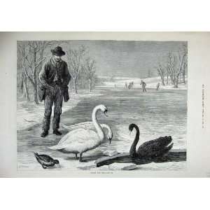   1879 Fine Art Winter Frozen Lake Swans Ice Skating Man