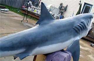 HUGE 13 ft Great White Shark fish Replica 3/D Wall MOUNT Big Teeth and 