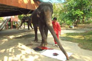    BLACK  ORIGINAL Elephant Artist Footprint Art +DVD SHOW  1180  
