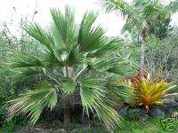 Hawaiian Native PRITCHARDIA hillebrandii Live Palm Tree  