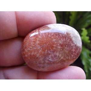  A6522 Gemqz Agate Coral Fossil Flower Cabochon Large 