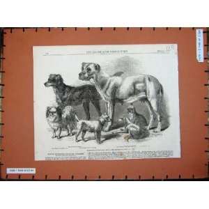  1861 Prize Dogs Leeds Show Setter Japanese Mastiff Pug