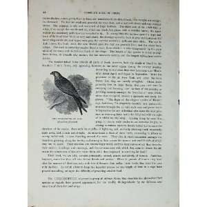    CassellS Birds C1870 Swallow Tailed Kite Red Royal