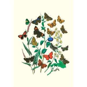  Butterflies P. Sylvanus, Z. Quercus, et al. 24X36 Giclee 