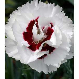  First Scent Coconut Surprise Border Carnation   Sweet 