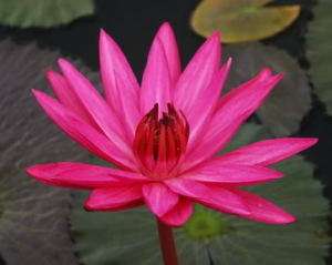 Red Night Tropical water lily tubers + Free Document  