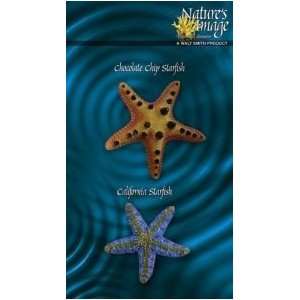   Image Starfish Collection 2pc Coral Reproduction