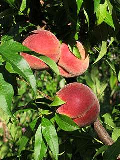 The peach is a species of Prunus native to China that bears an 