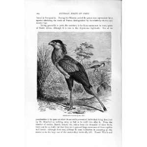    NATURAL HISTORY 1895 SECRETARY VULTURE DIURNAL BIRD
