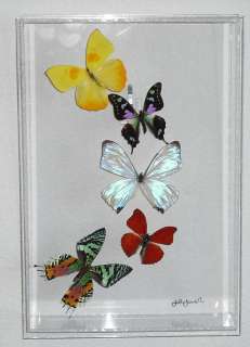 Colorful Real Butterflies   Acrylic Framed Pearl Morpho  