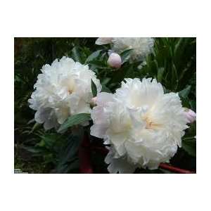  new white peony nice color 5 seeds Patio, Lawn & Garden