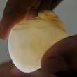 Extremely RARE 280ct NATURAL Wild TRIDACNA Clam PEARL 41.16 x 36.41 x 
