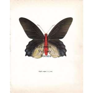  Papilio Semperi Butterfly (115 mm) Colour Plate 8 X 10 