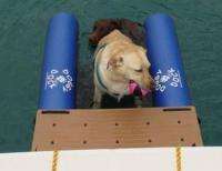 NEW DOG PET DOGGY DOCK FLOATING BOAT RAMP STEP PLATFORM  