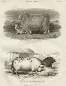 ROMNEY SHEEP   ENGLISH PIG ( Old Spot ) 1876 Original antique print 