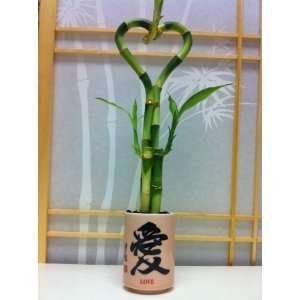 Heart Shaped Lucky Bamboo  Grocery & Gourmet Food