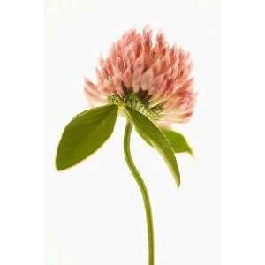  Pink Clover Flower   Peel and Stick Wall Decal by 