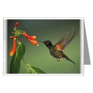 Greeting Cards (10 Pack) Green Violetear Hummingbird