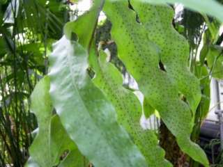 Drynaria quercifolia   oak leaf fern   100 seeds  